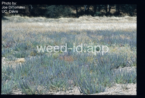 vinegarweed